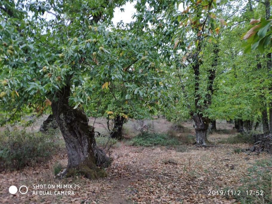 Olivae Villa Аракена Екстериор снимка